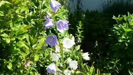 K800_Glockenblumen.webp