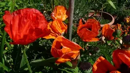 K800_Mohn.webp