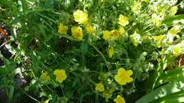 K800_Sonnenröschen.webp