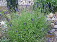 Bild 135.webp