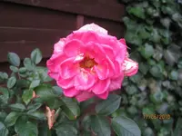 Bild 134.webp