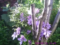 Clematisbaum.webp