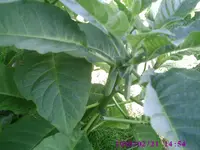 Knospen.webp