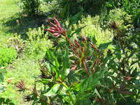 oenothera tetragona.webp