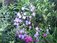Glockenblumen6.webp