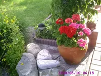 Geranien1.webp