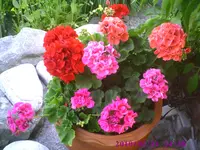 Geranien2.webp