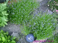 Lavendel.webp