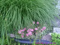 Semps.webp
