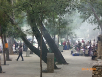 Grillen1.webp