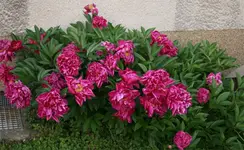 pflanze4.webp