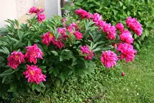 pflanze5.webp