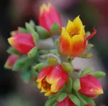 DSC_5518.webp