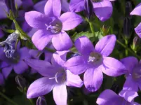 Campanula carpatica.webp