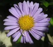 Sommeraster.webp