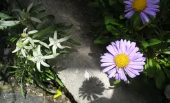 Alpenaster_Edelweiß.webp