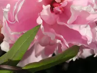 Pfingstrose rosa.webp