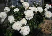 Pfingstrose Busch.webp