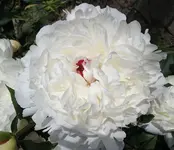 Pfingstrose weiss.webp