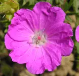 Storchschnabel Geranium sanguineum 'Max Frei'.webp
