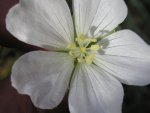 Geranium sanguineum 'Album'.jpg