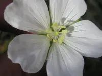 Geranium sanguineum 'Album'.webp
