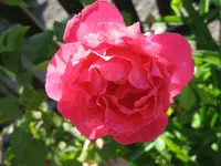 IMG_0211.webp
