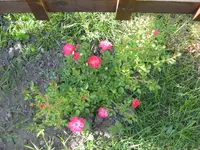 IMG_0219.webp