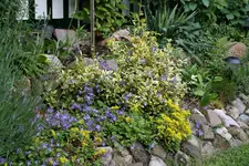 Juni 09 025.webp