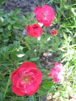 IMG_0221.webp