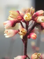 Purpurglöckchen.webp