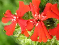 Brennende Liebe.webp