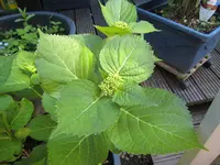 IMG_6758 Horti.webp