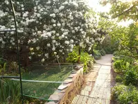 Oma`s Urwald 051.webp