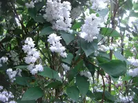 12.Juni 2010 009.webp