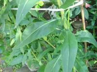 12.Juni 2010 006.webp