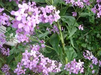 12.Juni 2010 010.webp