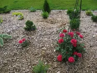 IMG_1032.webp