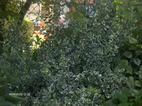 HPIM4768.webp