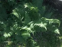 HPIM4767.webp