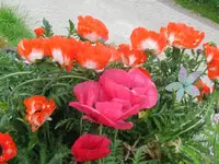 IMG_6233_1024x768.webp