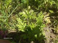 HPIM4761.webp