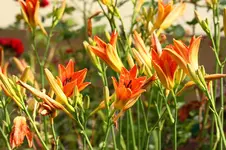 IMG_2675.webp