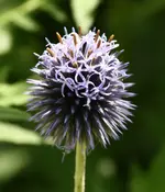 IMG_2784.webp