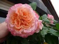 Karin Rose4 gross gefüllt Anfrage klein.webp