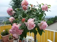 Karin Rose erblüht 17 stock klein.webp