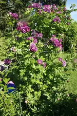 DSC03144.webp