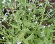 unbekanntes_bluemelein2.webp