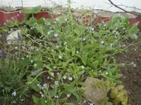 unbekanntes_bluemelein3.webp