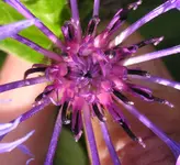 Flockenblume.webp